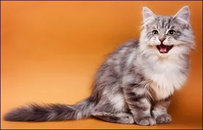 Quel est le cri du chat ?