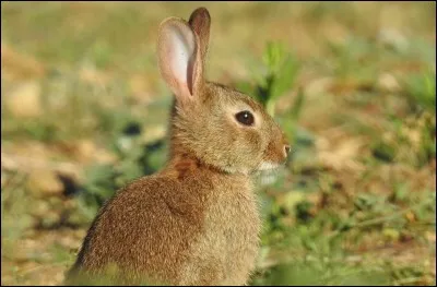 La capitale de l'Australie est :