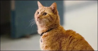 Comment s'appelle le chat dans Captain Marvel ?