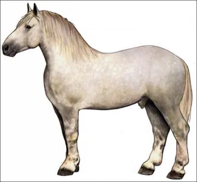 Quelle est cette race ?