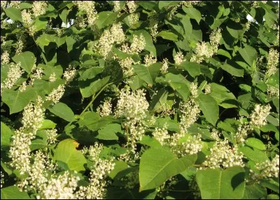 Quel est le nom de cette plante ?