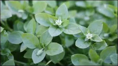 La reconnaissez-vous ?