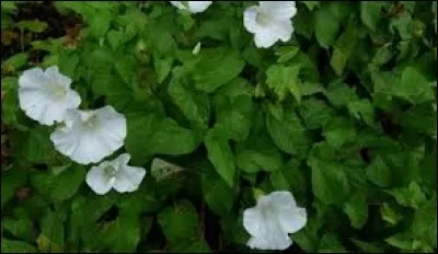 Allez-vous réussir à la nommer ?