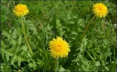 Allez-vous savoir la renommer ?