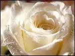 Chaque couleur de la rose a une signification diffrente, quelle est celle de la rose blanche ?
