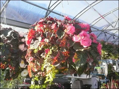 Nous avions loué cette petite maison proche du Marché Atwater, un marché public ouvert depuis 1933, abrité par un bâtiment de style art déco. C'était en plein été et nous laissions souvent la terrasse et fenêtres ouvertes. A plusieurs reprises, les écureuils s'invitaient et chapardaient tout ce qui leur passait sous la main avant de filer à toute vitesse !