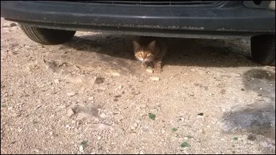 Ce fut en 2005. J'avais rencontré Mario, un artisan sur un site internet, il me proposa de venir visiter sa ville et son atelier. J'atterrissais à l'aéroport Rafic Hariri et je fus accueilli comme jamais je ne l'avais été. Depuis, j'y retourne régulièrement, c'est comme ma seconde famille. Que de souvenirs à chaque fois : la foret des Cèdres, Byblos, Baalbek, et cette ville qui ne dort jamais !