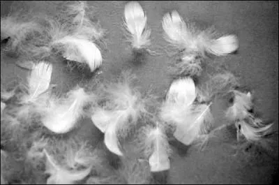 Qui n'a pas de plumes ?