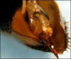 Un seul de ces animaux ne possde pas de dard. Lequel ?