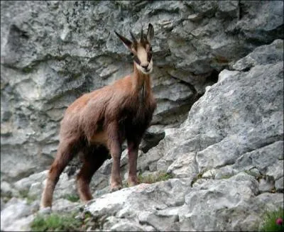 Quel est l'animal qui vit en haute montagne ?