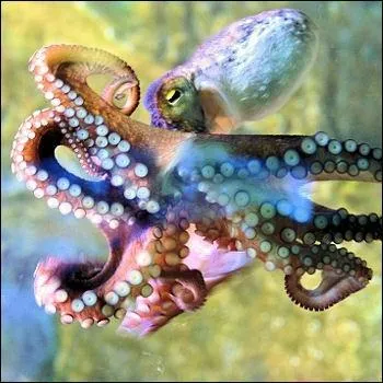 Les pieuvres ont ...