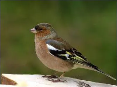 On l'a dans la peau, c'est le...