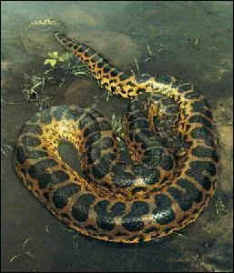 Le plus gros des serpents est ...