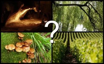 'Fongicole' se dit d'un tre qui vit dans ...