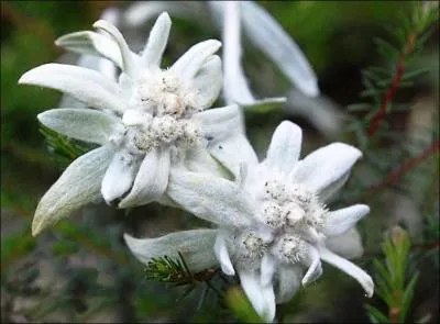 Quelle est la fleur qui pousse en haute montagne ?