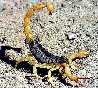 Le scorpion est dangereux pour l'homme  cause ...