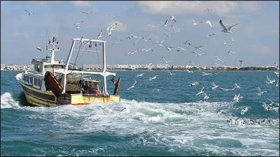 Qu'est-ce qu'un 'chalut' ?