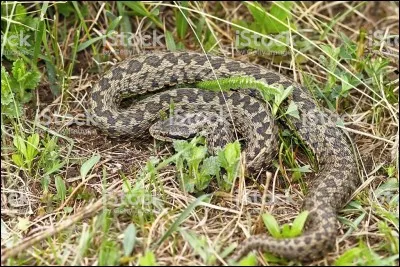 Elle tint le r&ocirc;le de Folcoche dans "Vip&egrave;re au Poing" !