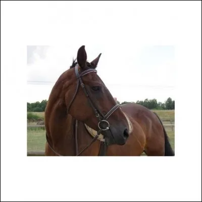 Pour nettoyer les cuirs, on utilise ...