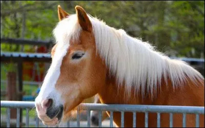 On approche un cheval ...