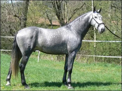 Quelles sont les quatre robes unies et distinctes ?