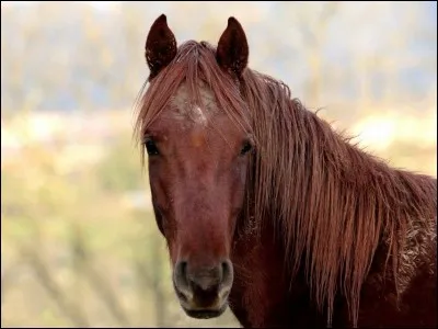 Laquelle des parties du cheval ne fait pas partie de sa tête ?