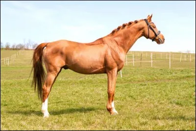 Le cheval est composé de 3 parties principales qui sont :