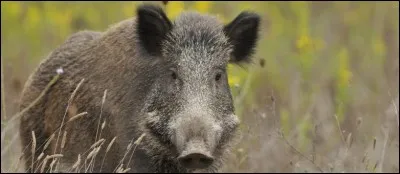Comment appelle-t-on la tête d'un sanglier lorsqu'elle est coupée ?