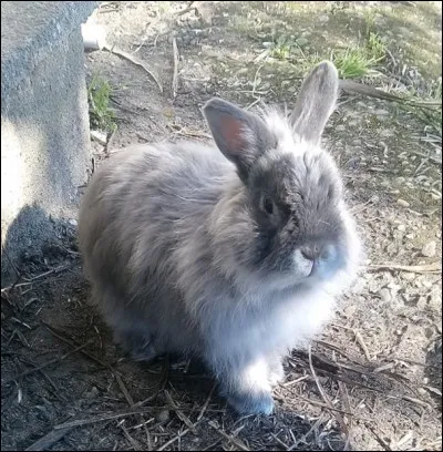 « Détaler comme un lapin » signifie :