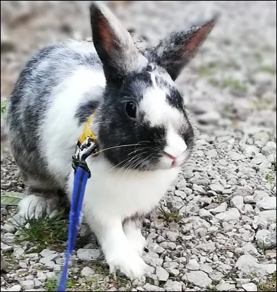 « Poser un lapin » signifie :