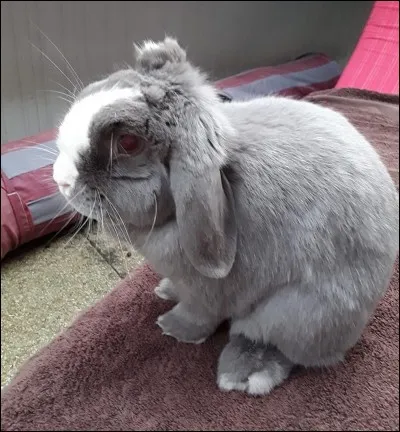 « Ça ne vaut pas un pet de lapin » signifie :