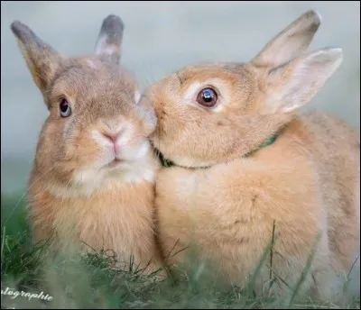 « Brave comme un lapin » signifie :