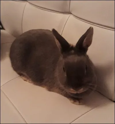 « Être une mère lapine » signifie :