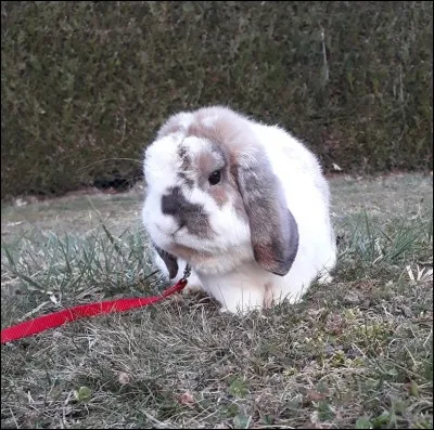 « Le coup du lapin » signifie :