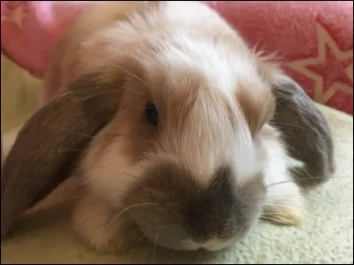 « Prendre quelqu'un pour un lapin de six semaines » signifie :