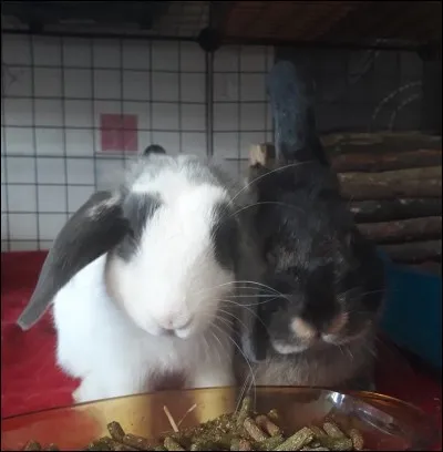 « Avoir des dents de lapin » signifie :