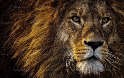 Qui était surnommé "Le Vieux Lion" ?