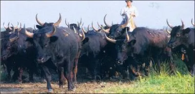 Comment s'appellent les hommes  cheval qui gardent les troupeaux de taureaux en Camargue ?