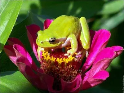 Quand la grenouille crie, on dit qu'elle ...