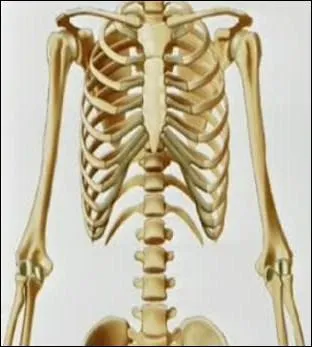 Le corps humain comporte ...