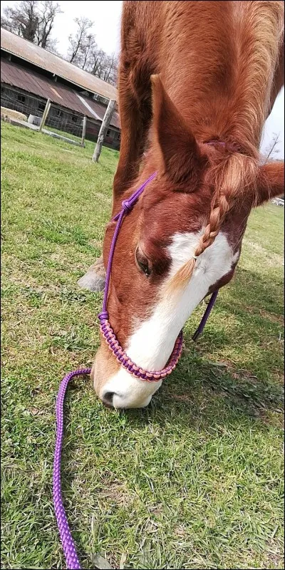 Quelle est la marque en tête de ce cheval ?