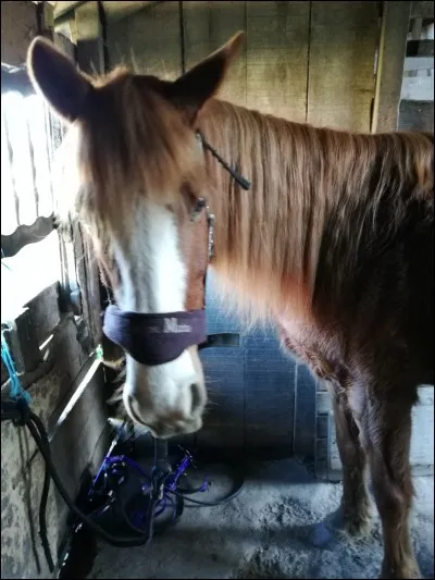 L'ordre de pansage est :