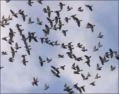 Quel nom n'est pas également celui du lactaire délicieux ?