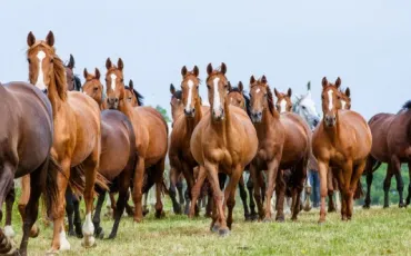 Quiz Galop 2