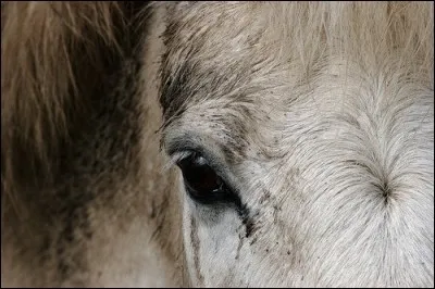 Quel épi n'existe pas ?