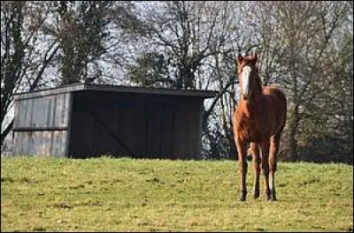 Combien de % du temps d'un cheval sont consacrés au repos ?