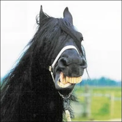 Un cheval possède combien de dents ?