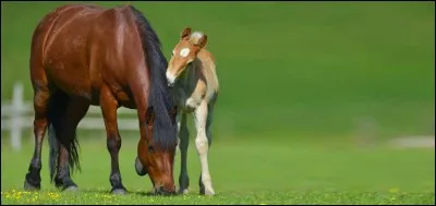 Si une jument possède 40 dents comme un cheval, comment-la nomme-t-on alors ?