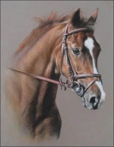 Visualise la tête du cheval, dans quoi passe le mors ?