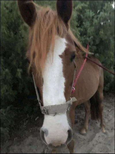 Un ladre est une tache rose sur les naseaux du cheval :